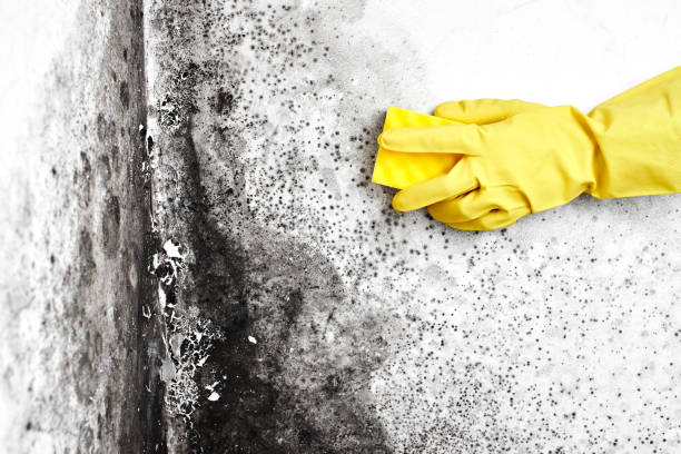 Best Commercial Mold Removal  in Gray, TN