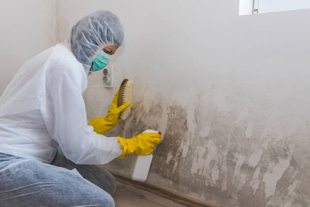 Crawl Space Mold Removal in Gray, TN