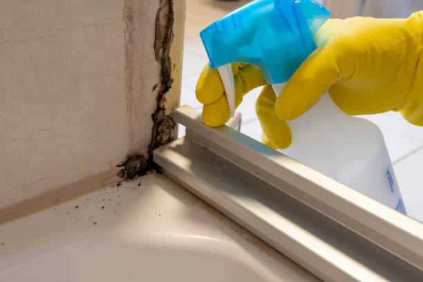 Best Black Mold Removal  in Gray, TN