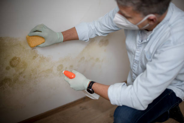 Best Black Mold Removal  in Gray, TN